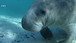 Officials plan to feed Florida manatees lettuce again this winter