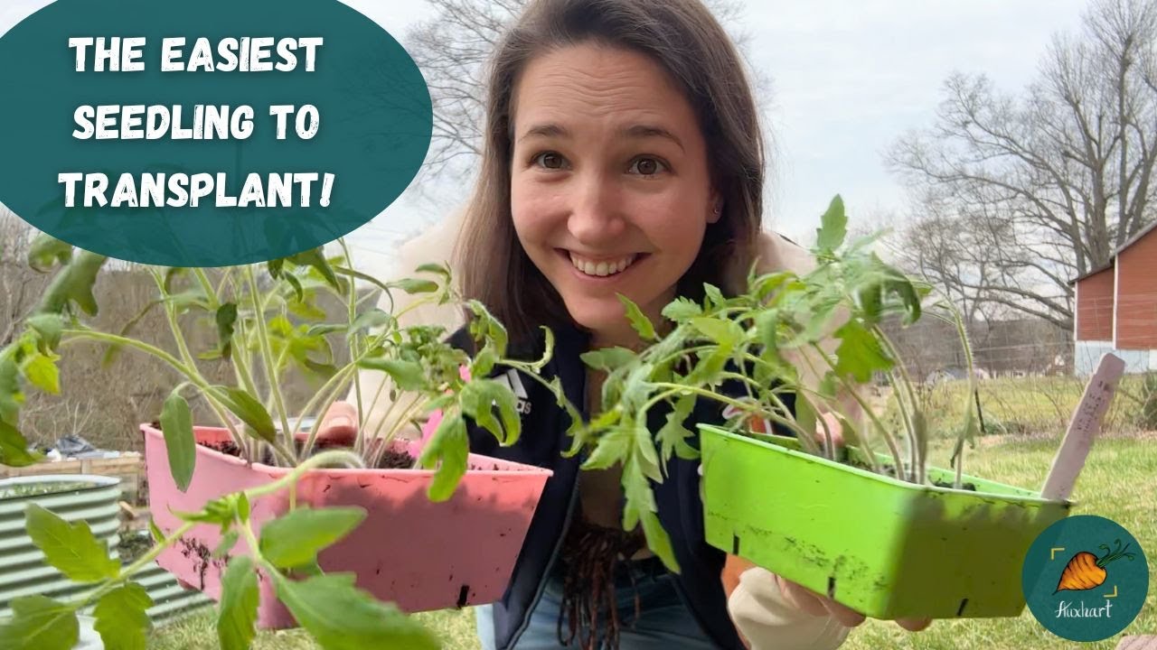How to transplant (pot up) tomatoes for beginners!