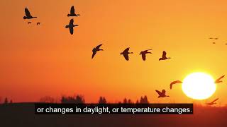 Migration: Learn the Flyways