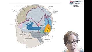 PSC3008 RFsRetinotopy