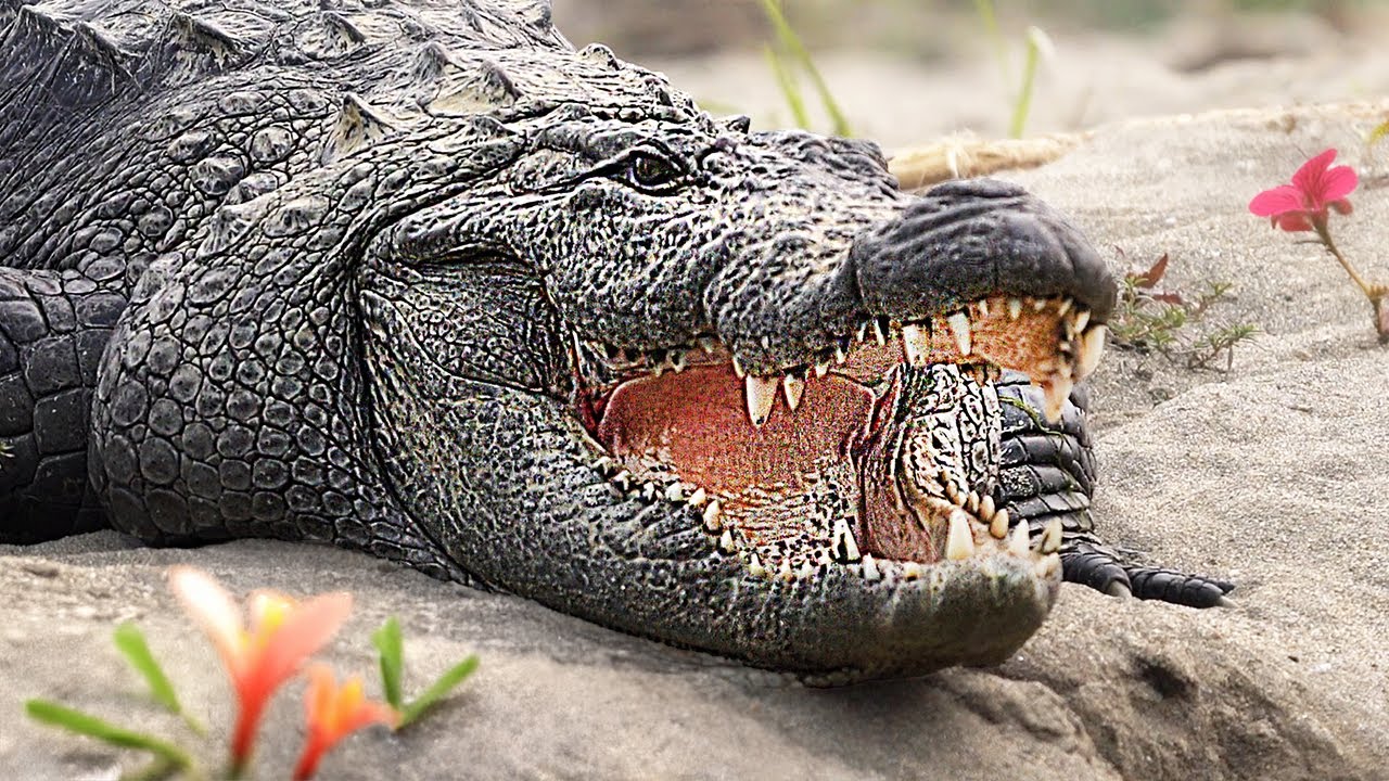 Удивительные сафари-животные, которых ты должен увидеть!