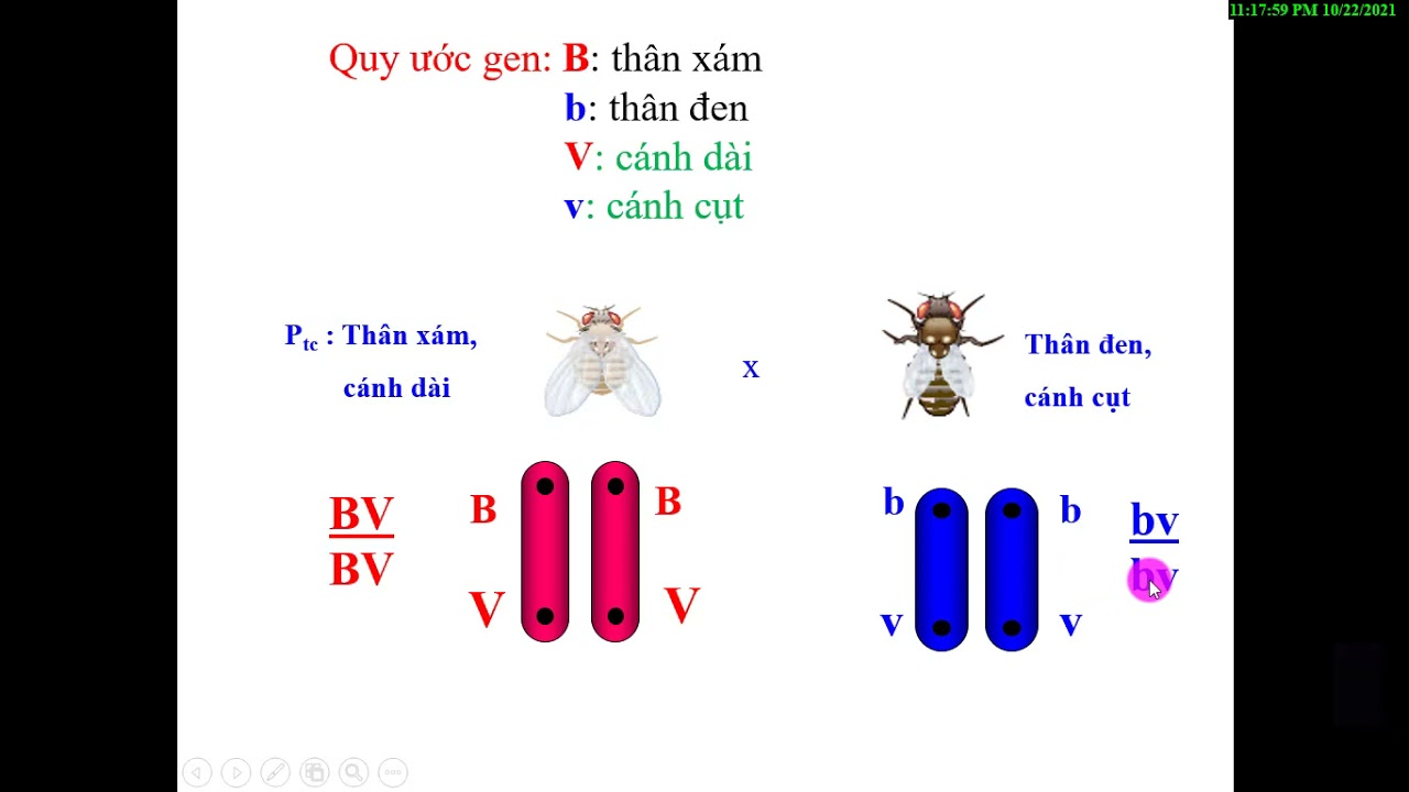 #SINHHOC9 BÀI 13: DI TRUYỀN LIÊN KẾT