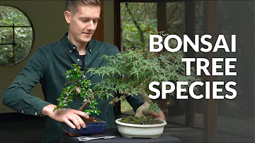 Are bonsai leaves poisonous?