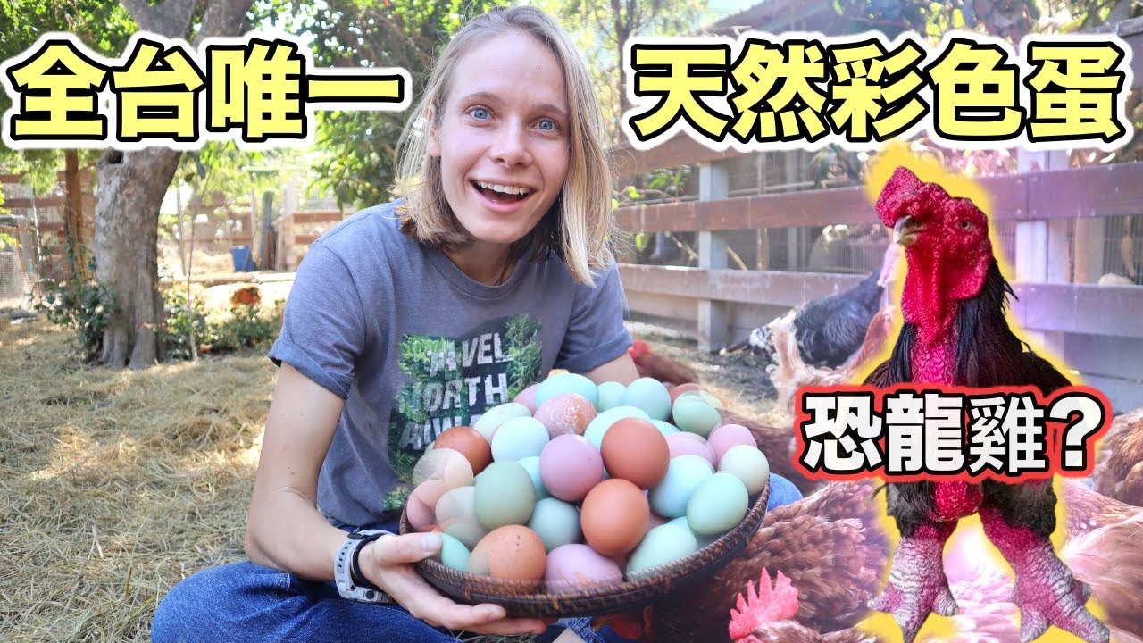 台灣人太強了! 竟然有世界稀有「彩色」雞蛋！ 古生物巨腳恐龍雞！ How Come These Eggs Are Naturally Colorful?!?!