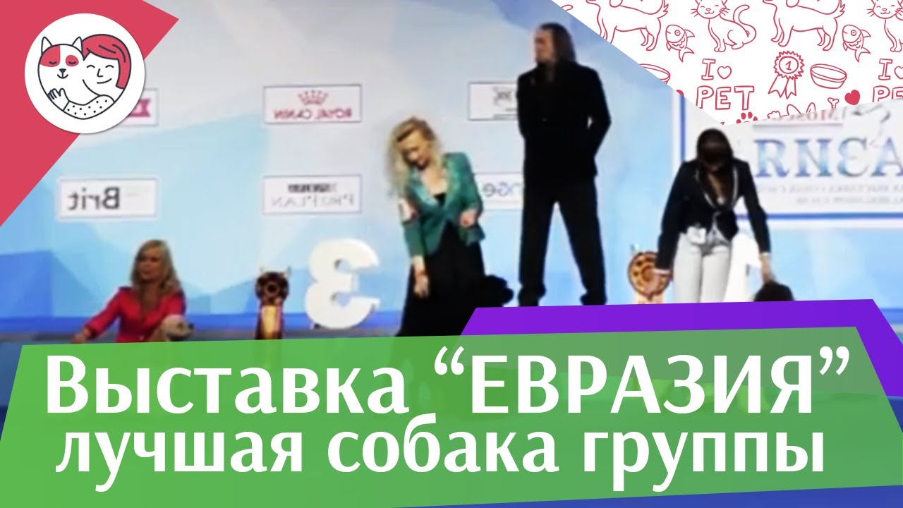 питомцы кукол лол Лучшая собака 8 группы по классификации FCI 18 марта на Евразии 17 ilikepet