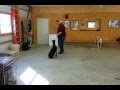 PTSD Dog Training of Liberty the dog PTSD Dog Training of Liberty the dog