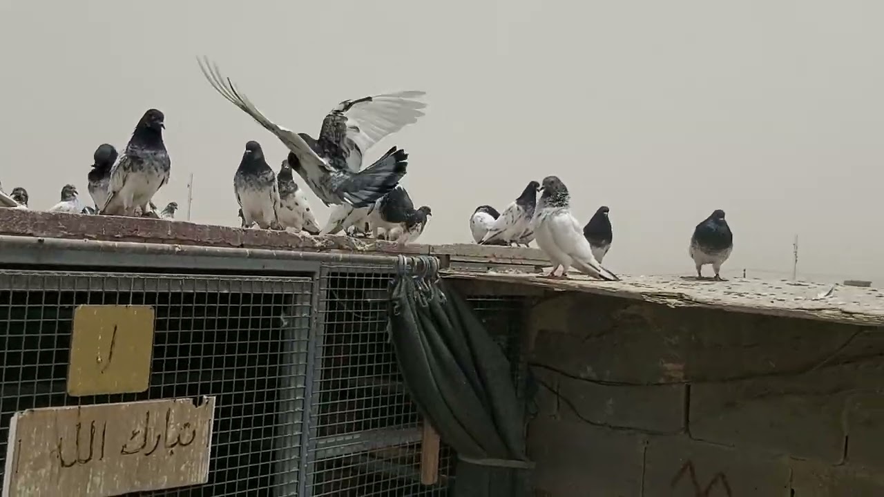 عالج قبل لاتخسر الرمد والفطريات