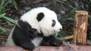 panda Hehua too cute 和花めっちゃかわいい