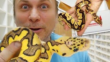 UNBOXING SOME RARE SNAKES!!! | BRIAN BARCZYK