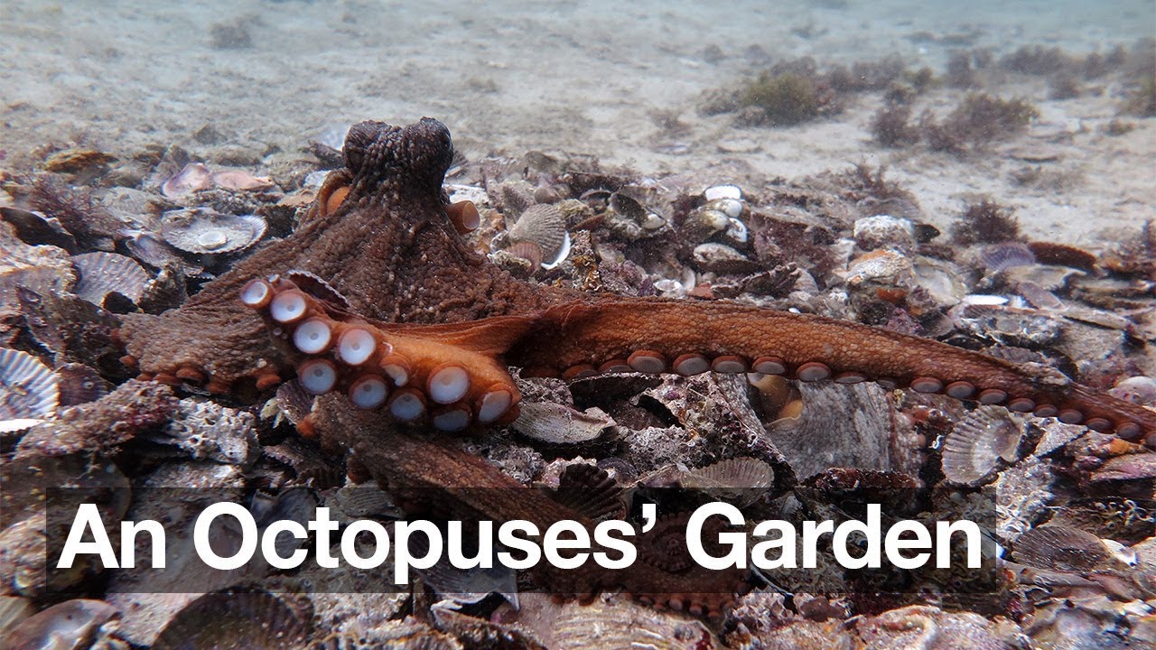 Did They Mean To Do That Accident And Intent In An Octopuses Garden