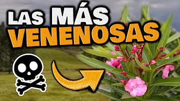 ¿Son venenosas las flores para el ser humano?