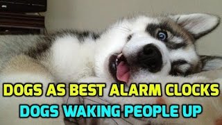 Dogs as Best Alarm Clocks - Dogs Waking People Up by TheDailyLaugh 2,386 views 7 years ago 4 minutes, 39 seconds