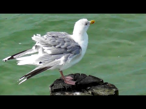 The stormy Baltic Sea - Seagulls, Wild Ducks (Mallards) and Cormorants