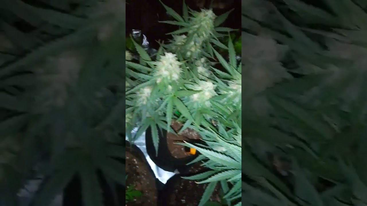 great grand daddy purple autoflower 