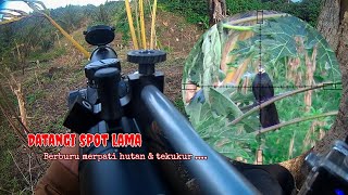 Spot yang masih menjanjikan‼️berburu merpati hutan sulawesi & tekukur