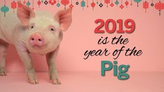 Chinese New Year: The Year of the Pig