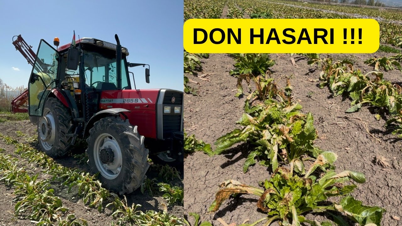 DON SONRASI İLAÇ TAKVİYESİ // PANCAR TOHUMU // HATTAT 285S