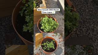 Watch How Fast Mint Grow in a Month? | Before & After Time-Lapse 🌱