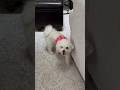 Cute dog having fun! #dogs #dogshorts #furbaby #youtubeshorts