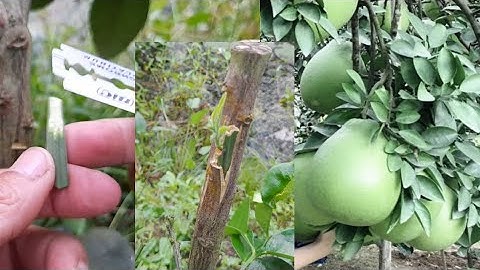 Cách ghép bưởi ruby Thái