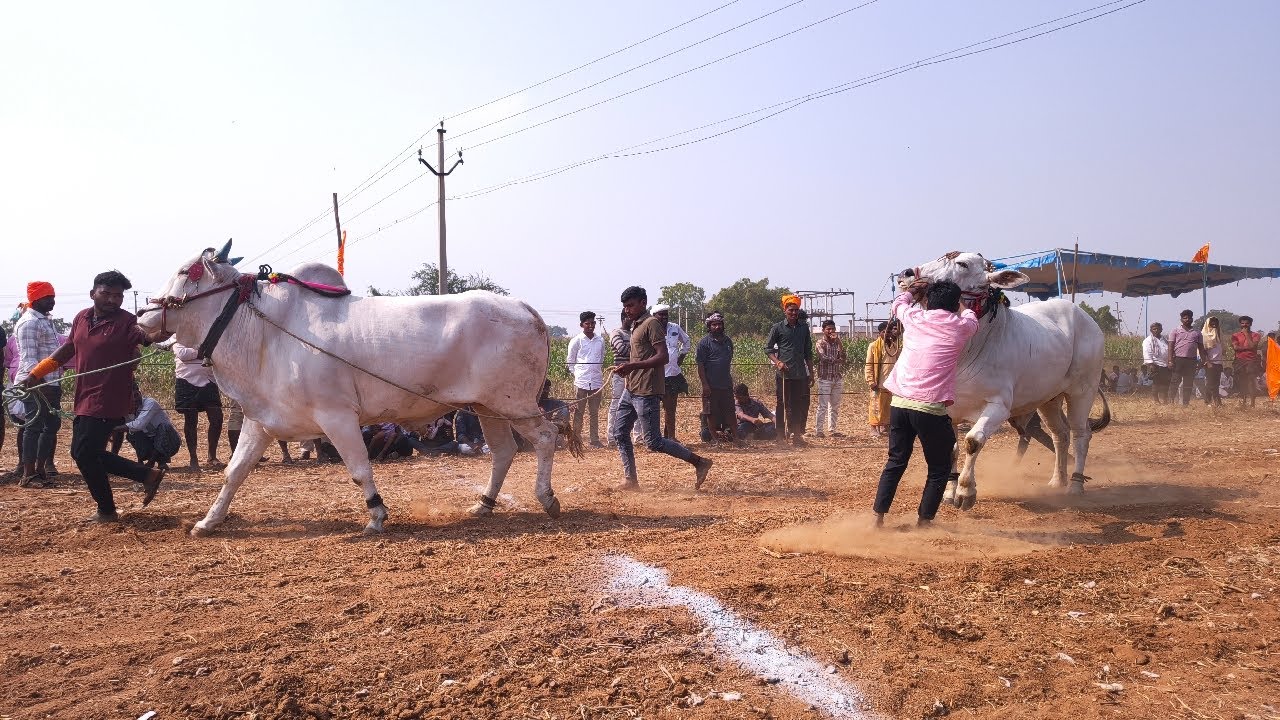 🔴 పెద్దతాండ్ర పాడు 3 బండ్లు గిరక పోటిలు 2026 //  9 వ జత