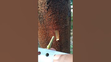 durian grafting #duriangrafting #graft #gardening #graftingtree #bonsai #nature
