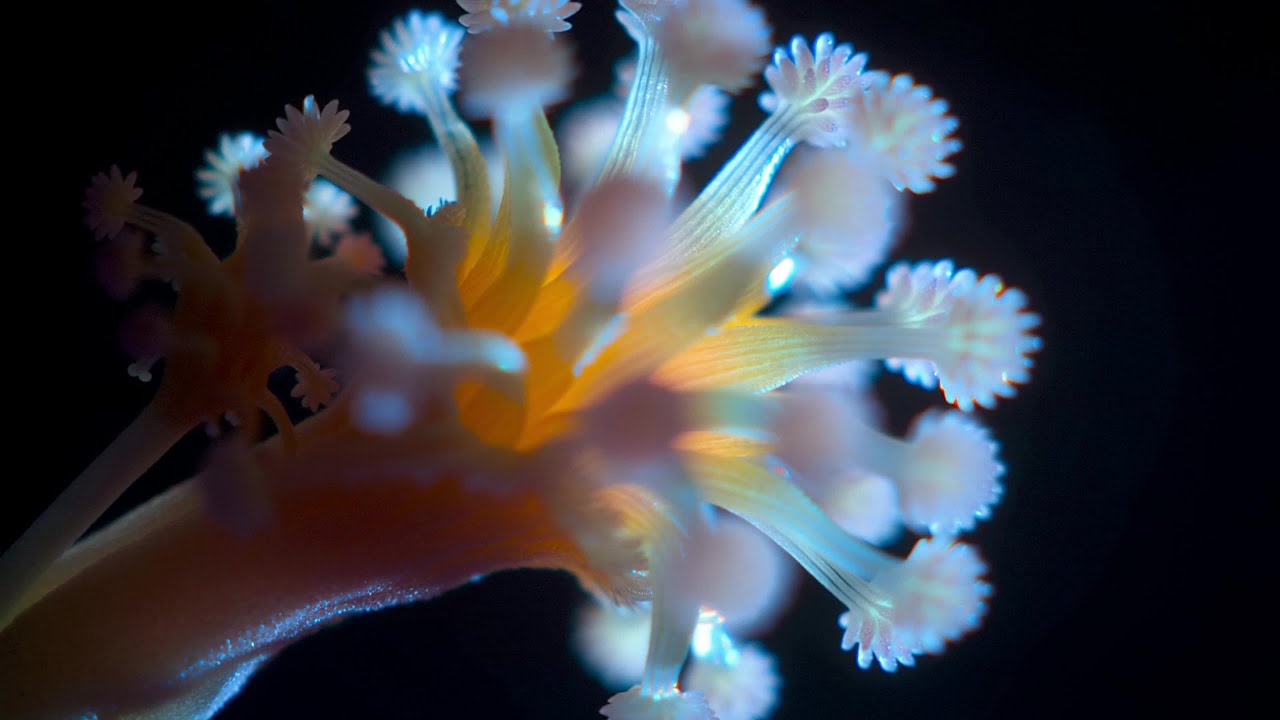 Micro Flower Bloom Emerge 🌸🔬✨ (4K)