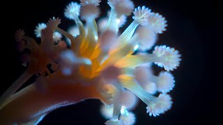 Micro Flower Bloom Emerge 🌸🔬✨ (4K)