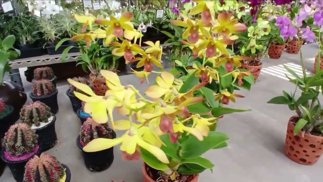 ชมสวนกล้วยไม้