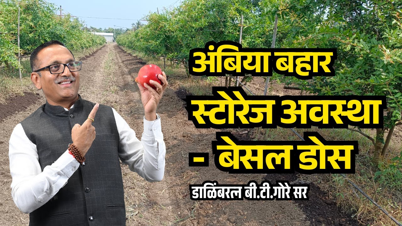 Ambe Bahar - Storage Stage By @BTGore  | अंबिया बहार - स्टोरेज अवस्था - संपूर्ण मार्गदर्शन