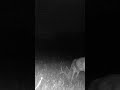 What a BEAST: Rusty Trail Cam 42