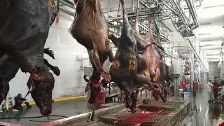 Modern Slaughter House in india