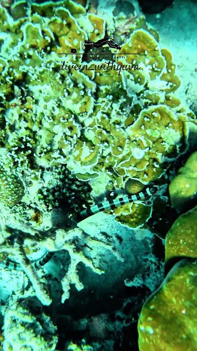 Sea Krait Part 02