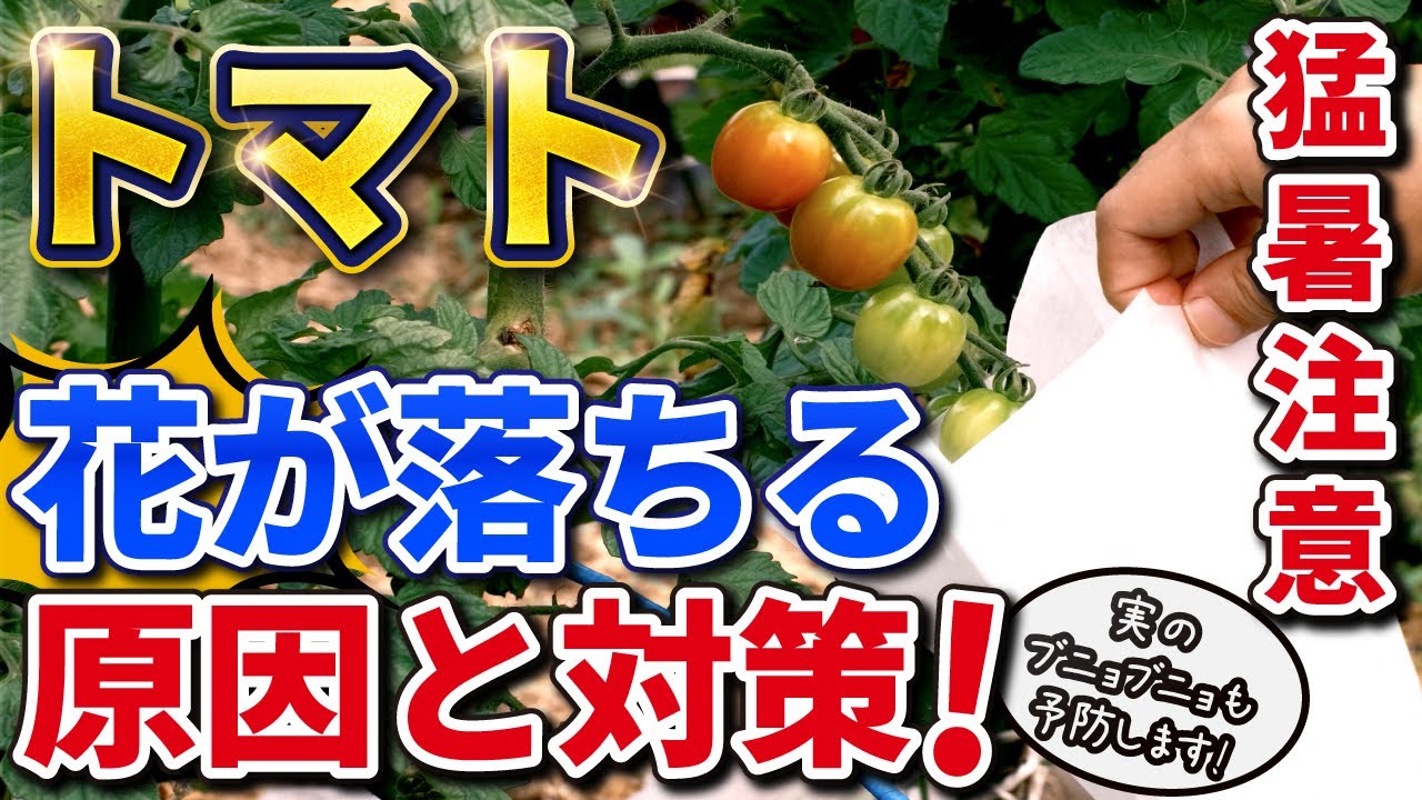 トマト 猛暑に注意 花が落ちる 実がブニョブニョにならない１つのコツ 家庭菜園 Youtube