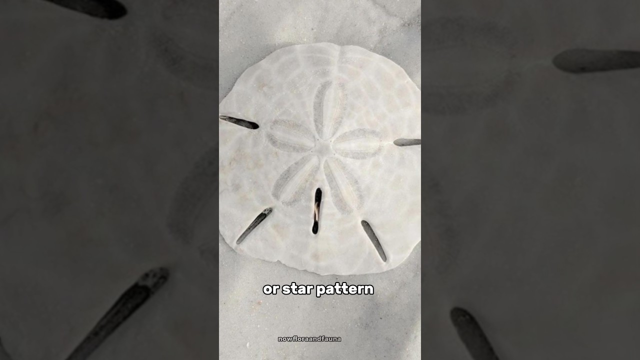 Sand Dollar: The Sea’s Hidden Treasure 🌊✨ 