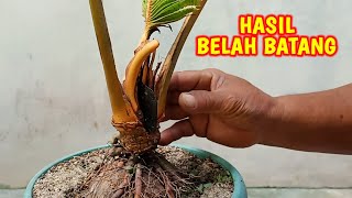 Hasil Membuat Bonsai Kelapa Cabang 2