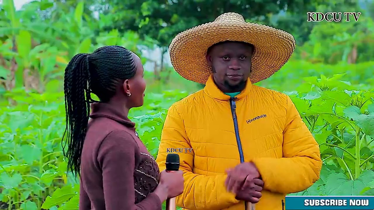 KILIMO CHA ALIZETI KUONGEZA AJIRA WILAYANI KARAGWE{JIMMY MWALIMU  MKULIMA}