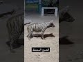 هل شاهدت هذا النوع من ضباع الضبع المخطط 