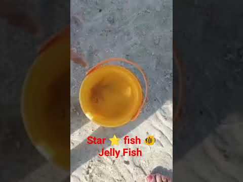 Star ⭐ 🐠 Jelly Fish 🐟Al Mamzar Beach, ⛱️ Dubai