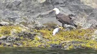 Alaska Alone - Eagle Eating Live Salmon