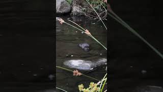 Platypus swimming in the wild💖
