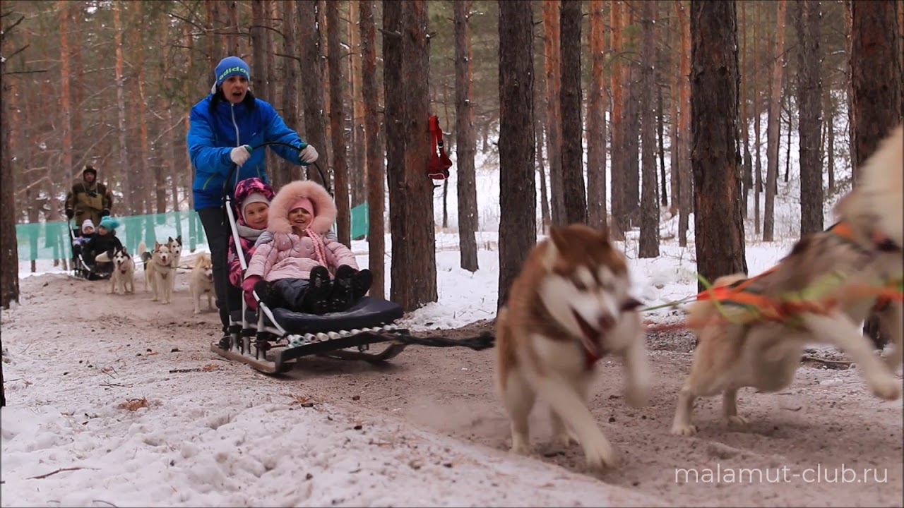 Маламут клуб Маламут клуб