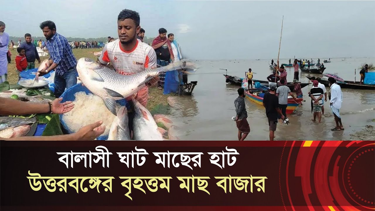 বালাসী ঘাট !! উত্তরবঙ্গের বৃহত্তম মাছের হাট !! Balashighat Fish Market