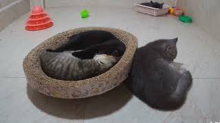 Guilty Dog and cat is so funny😻🐶Try Not to Laugh😹2024