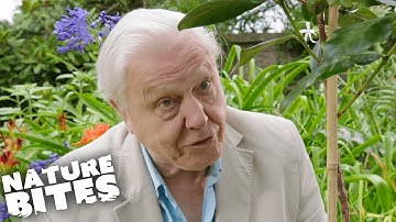 David Attenborough