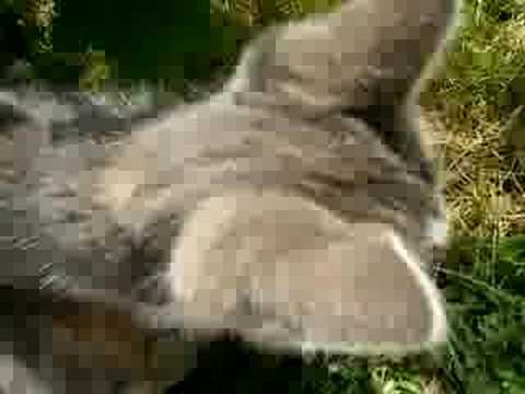 Video: Mærkelige Kattefakta: Hvorfor Sover Min Kat På Mit Hoved