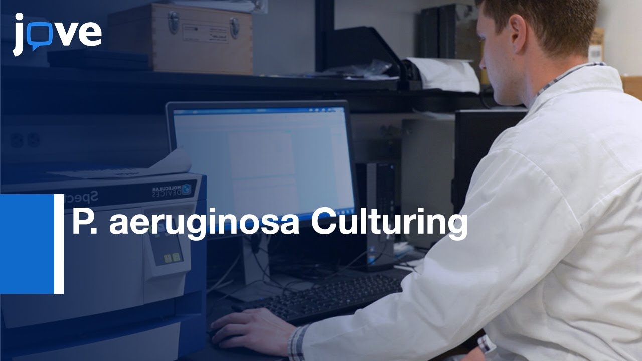 P. aeruginosa Culturing and Quantitation of Alginate | Protocol Preview