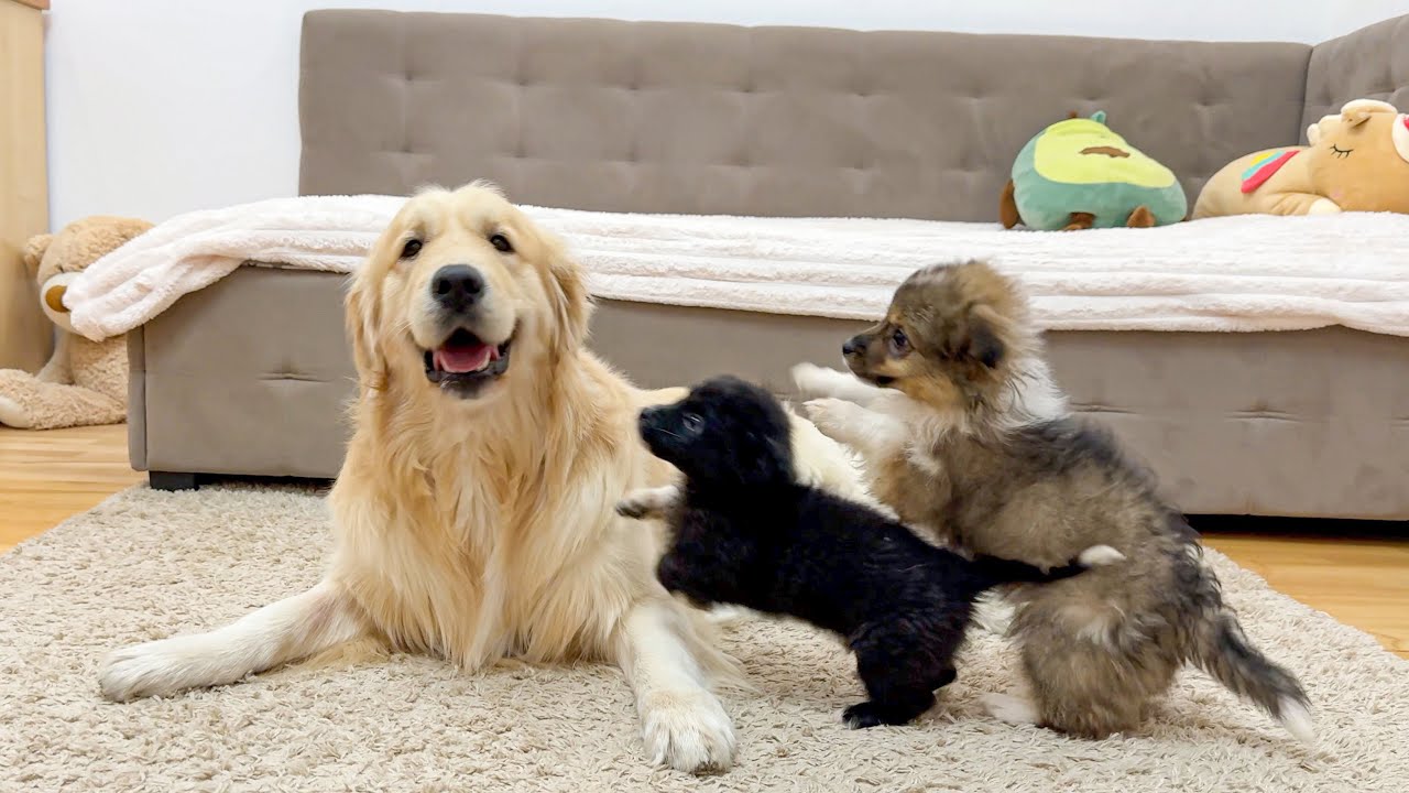 Poor Golden Retriever Attacked By Adorable Puppies!!