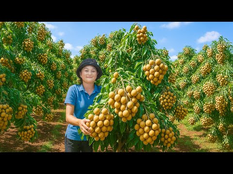 Harvesting Longan go to Market Sell – Fried Rice with Shrimp and Lemon Leaves | Lucia Daily Life