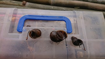 how to crochet black carp snails - cách móc ốc câu trắm đen lưỡi đơn